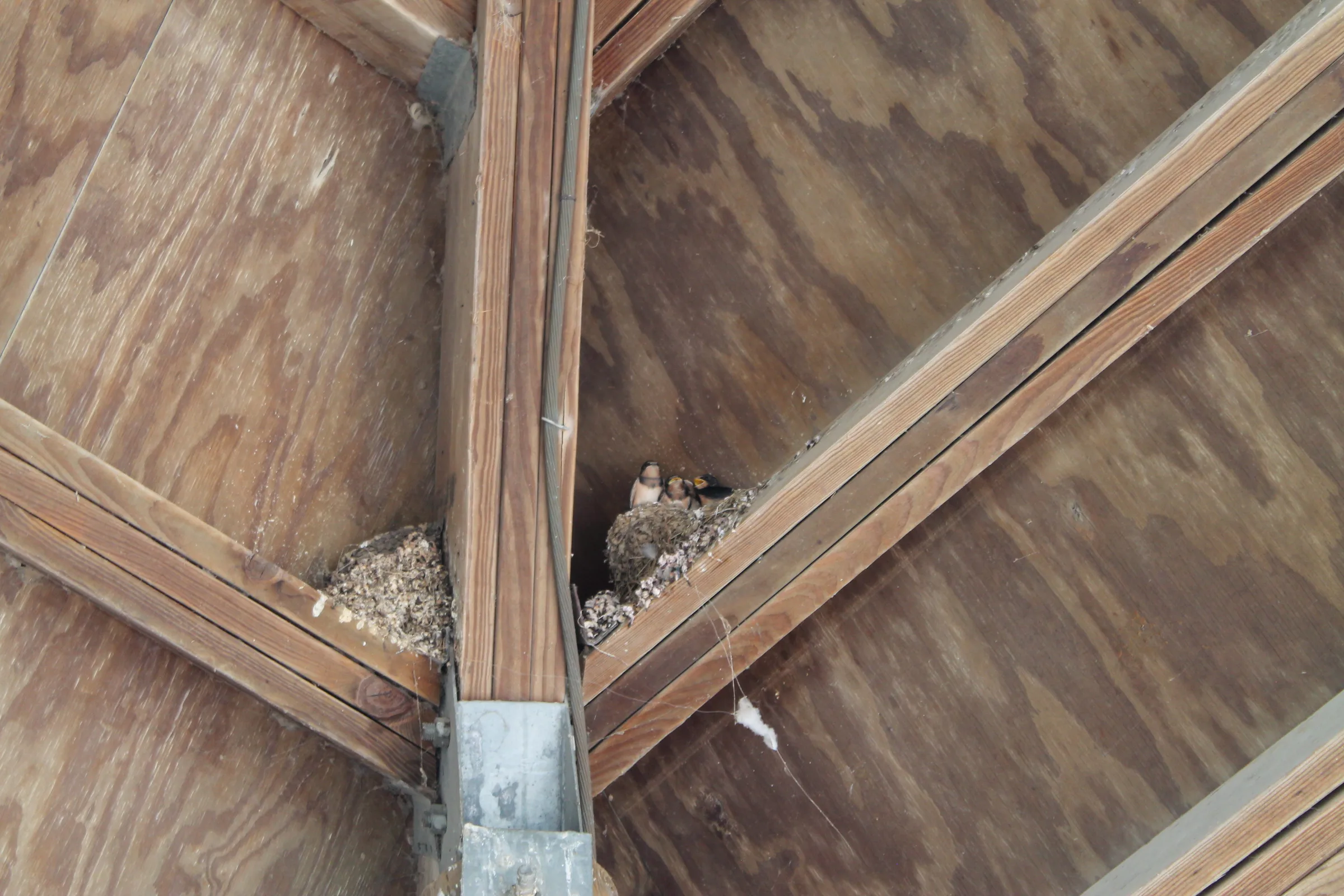 Two swallow chicks looking out from a mud nest wedged where the plywood and beams of a barn roof meet.