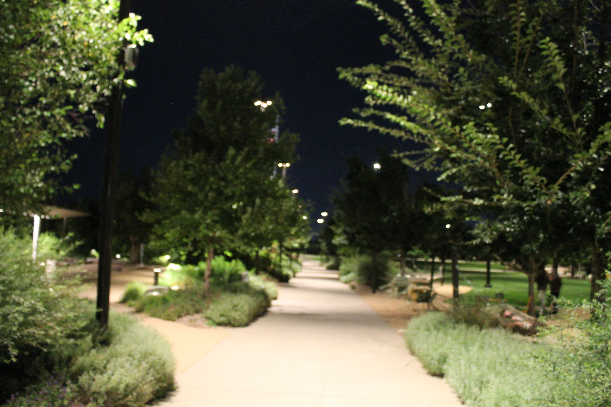 A pale concrete path curving between planted beds and young trees in a park at night, lamplight catching the leaves overhead.