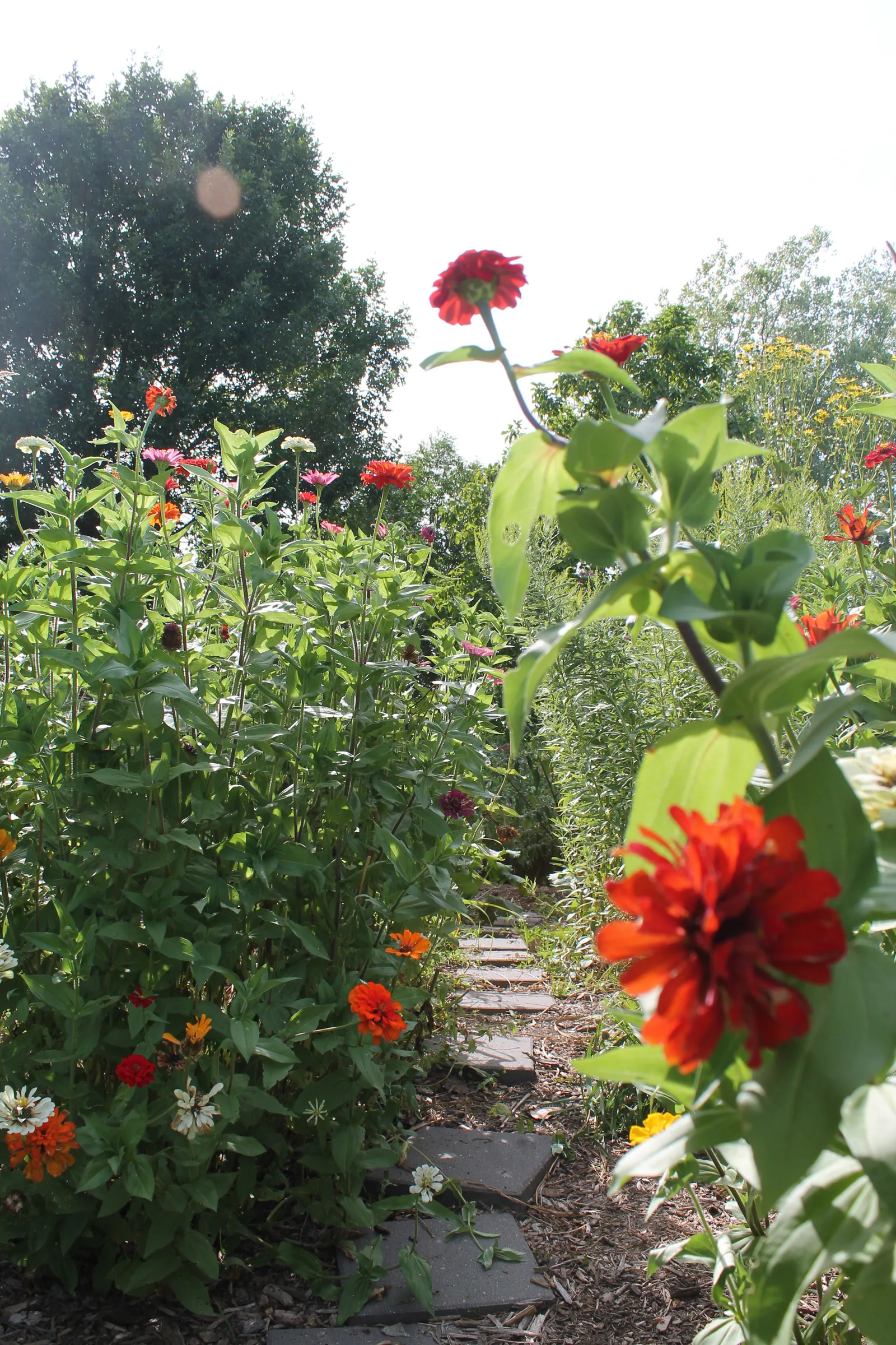 A stepping-stone path running between dense beds of red, orange and white zinnias, with trees and bright overcast sky above.